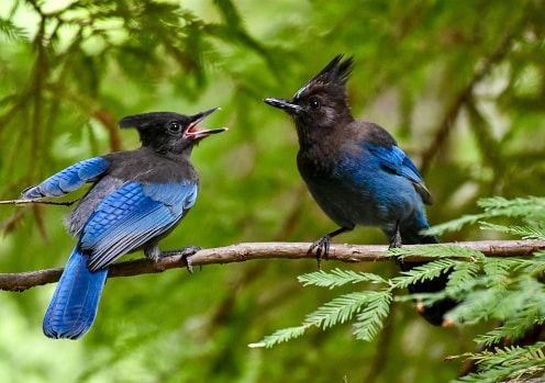 Two birds chirping at each other.